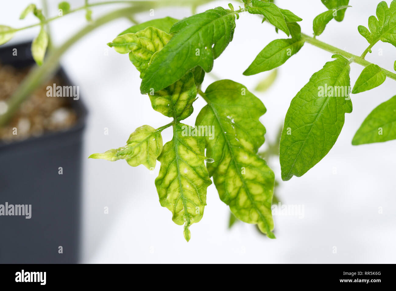 Tobacco Mosaic Virus, TMV, symptoms Stock Photo