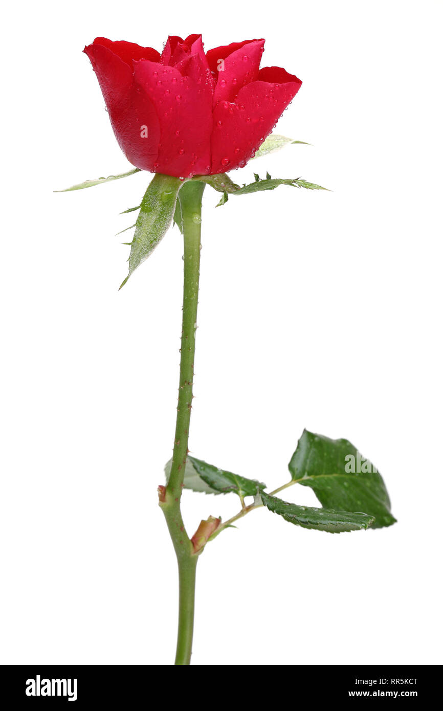 Single red rose isolated on white background Stock Photo Alamy