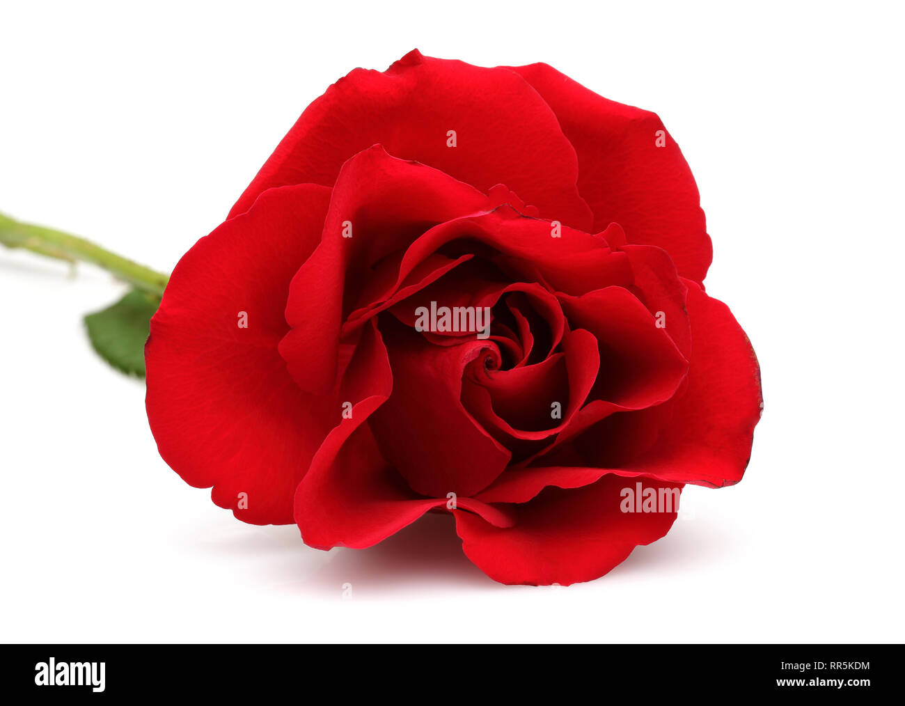 Single red rose isolated on white background Stock Photo Alamy