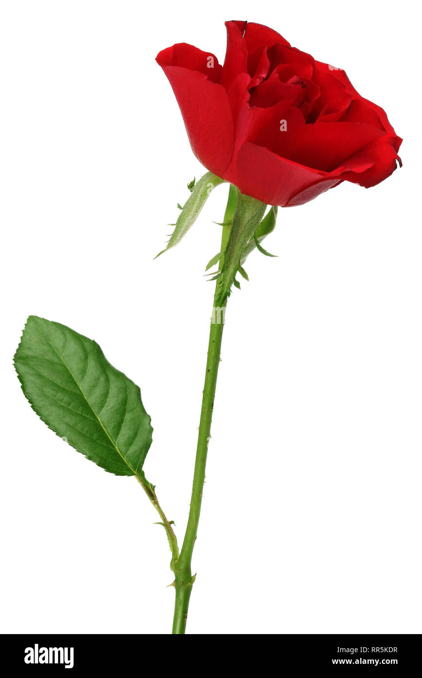 Single red rose isolated on white background Stock Photo Alamy