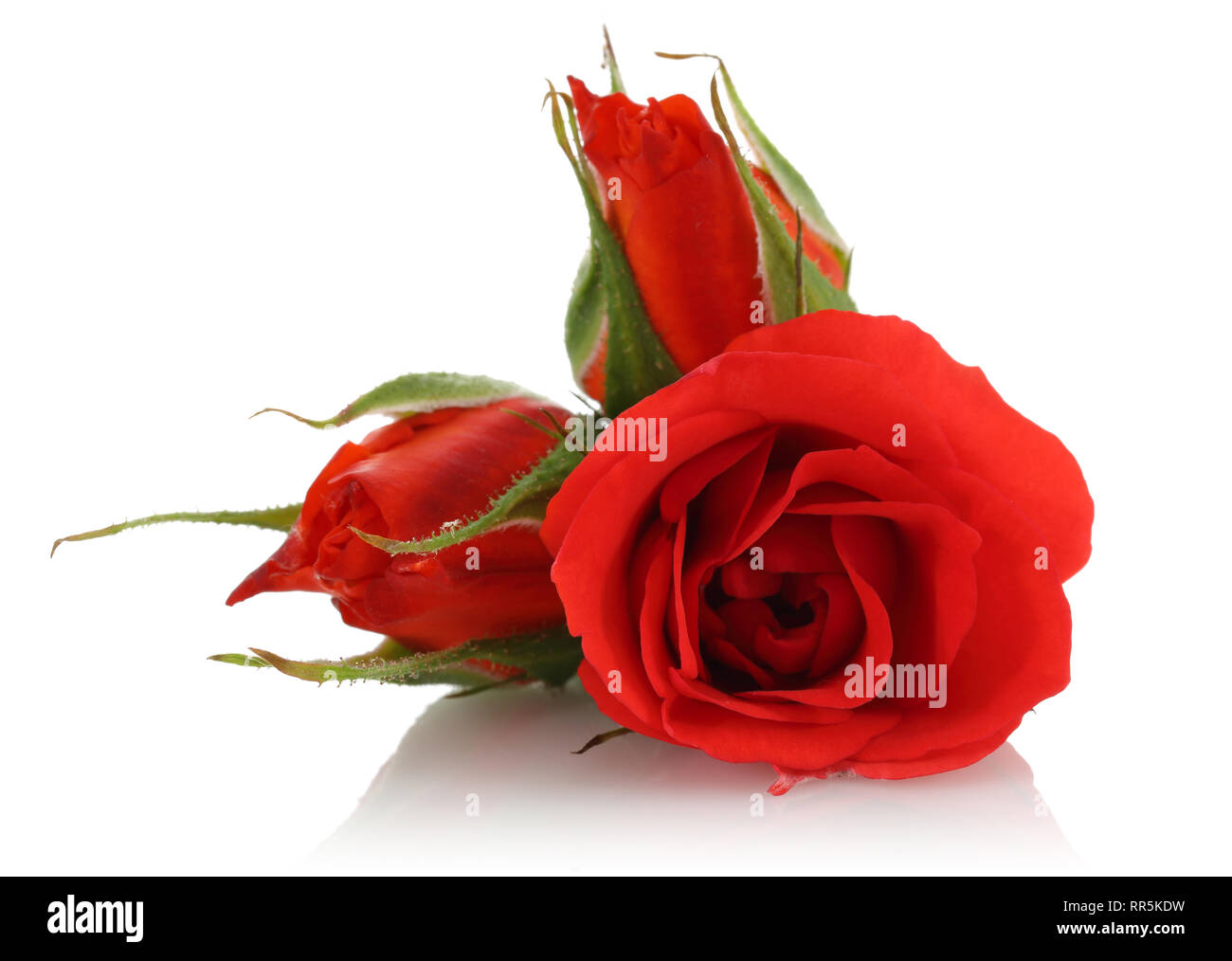 Red rose stock image. Image of isolated, object, single - 7232471