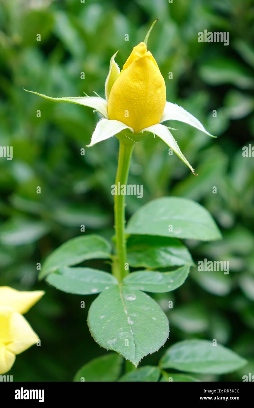 Yellow rose on green background, full frame Stock Photo
