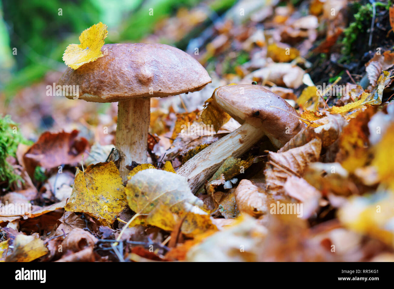 birch mushrooms, two mushrooms in the forest grass Stock Photo