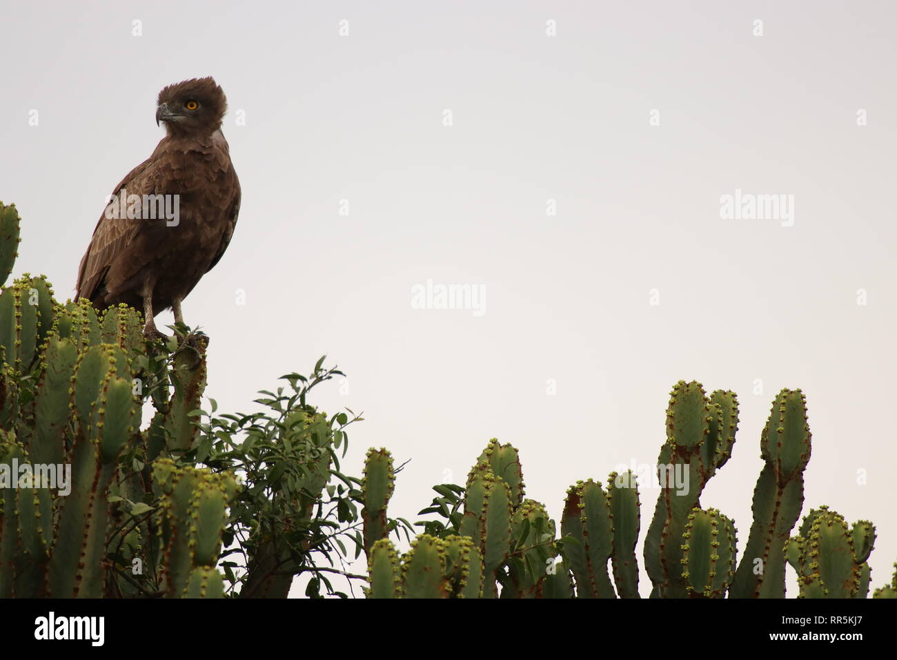Greifvogel, der auf einem Kaktus sitzend Stock Photo