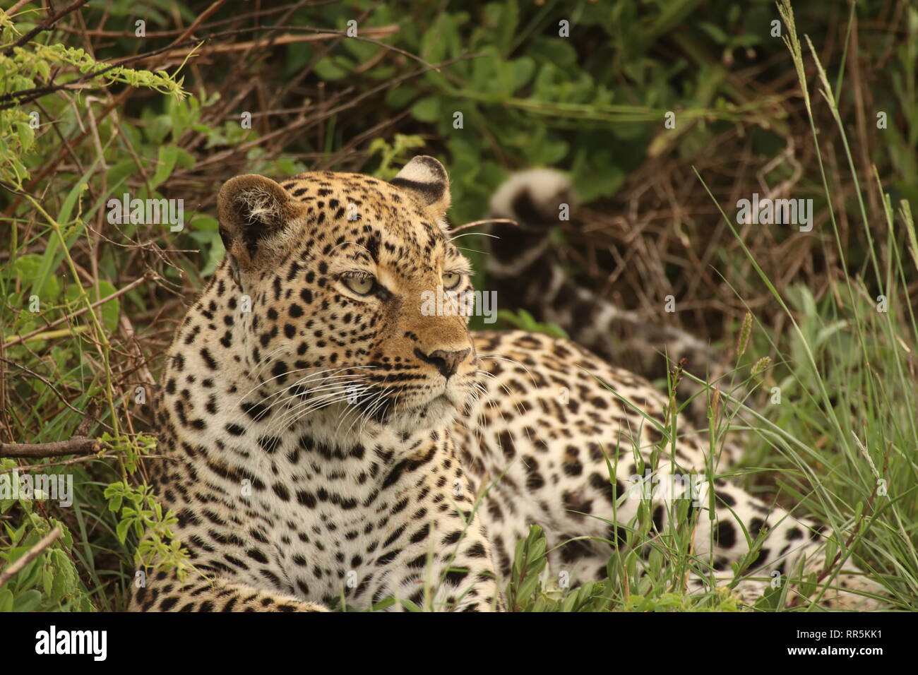 Ein Leopard in Uganda, Queen-Elizabeth Nationalpark Afrika Stock Photo