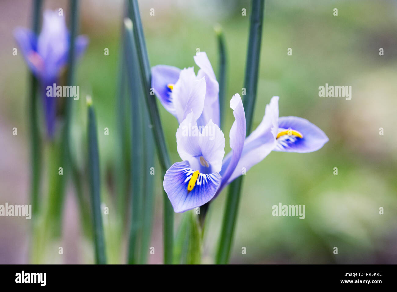Iris reticulata 'Alida' flowers in the garden Stock Photo