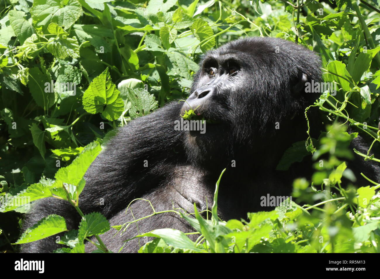 Berggorilla Silberrücken im Bwinde Nationalpark Regenwald Uganda Afrika  Stock Photo - Alamy