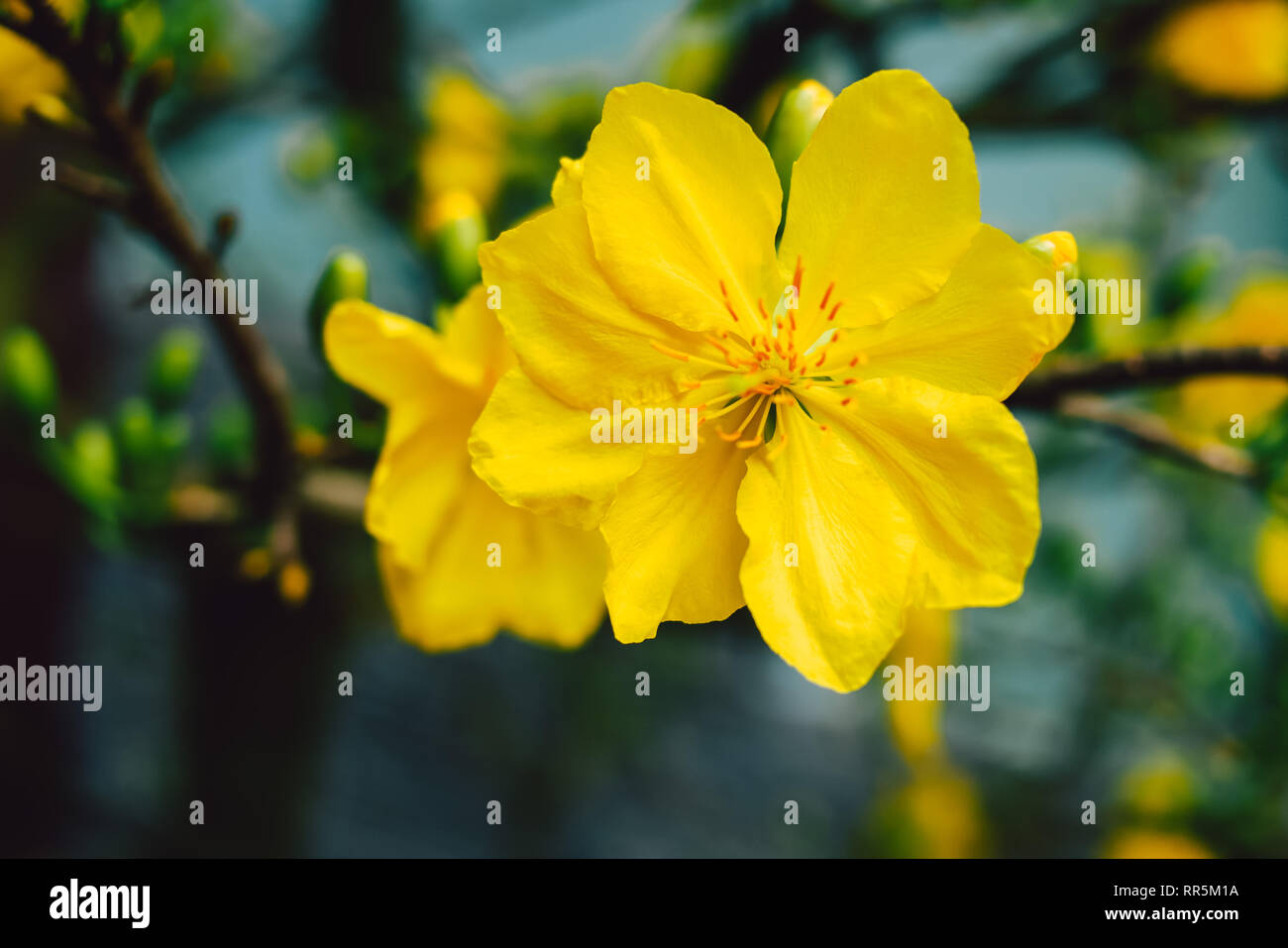 Yellow apricot blossom (Ochna integerrima) blooming Mai blossom in