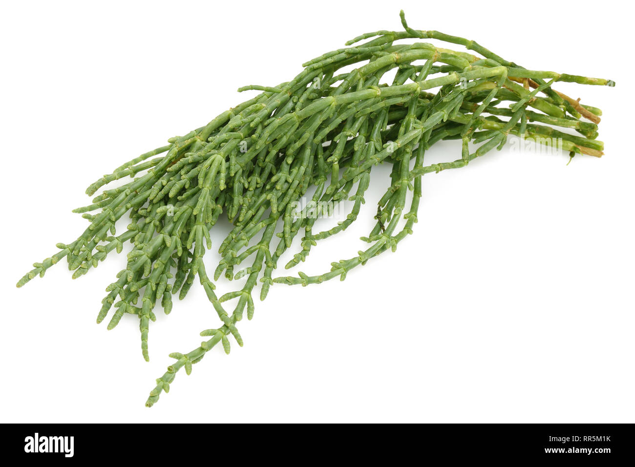 Green samphire or salicornia plants isolated on white background Stock Photo