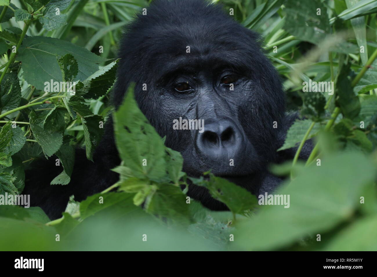 Berggorilla Silberrücken im Bwinde Nationalpark Regenwald Uganda Afrika  Stock Photo - Alamy