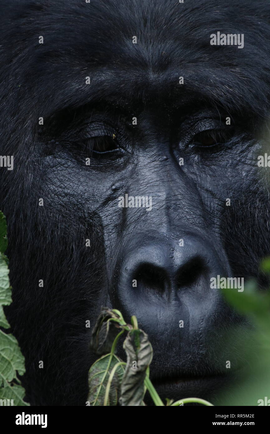 Berggorilla Silberrücken im Bwinde Nationalpark Regenwald Uganda Afrika Stock Photo
