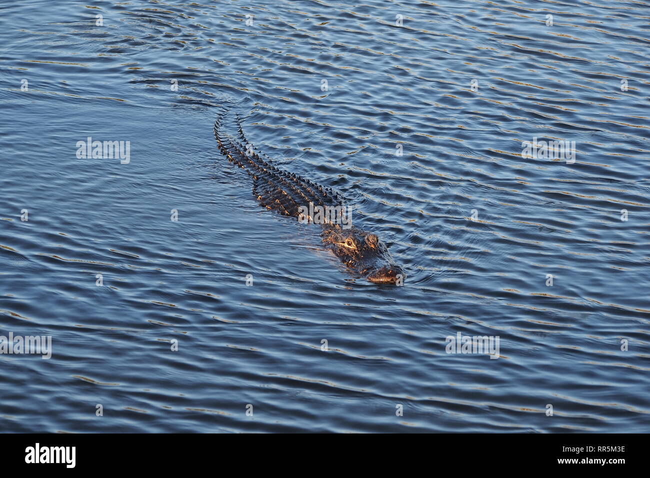 American Alligator, Alligator mississippiensis, swimming beside the Anhinga Trail in Everglades National Park, Florida. Stock Photo