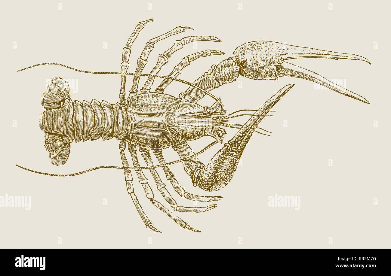 Danube, galician or turkish crayfish (astacus leptodactylus) in top view. Illustration after a historic engraving or etching from the 19th century Stock Vector