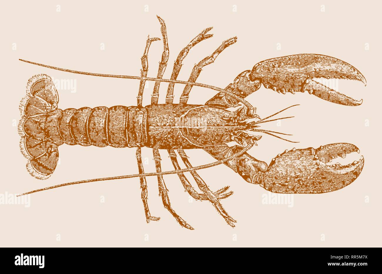 Norway lobster or dublin bay prawn (nephrops norvegicus) in top view. Illustration after a historic etching or lithography from the 19th century Stock Vector