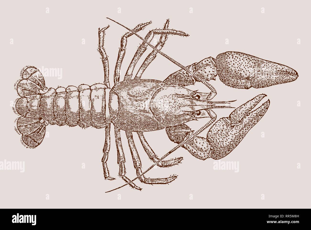 European crayfish (astacus) in top view. Illustration after a historic engraving or lithography from the 19th century. Easy editable in layers Stock Vector