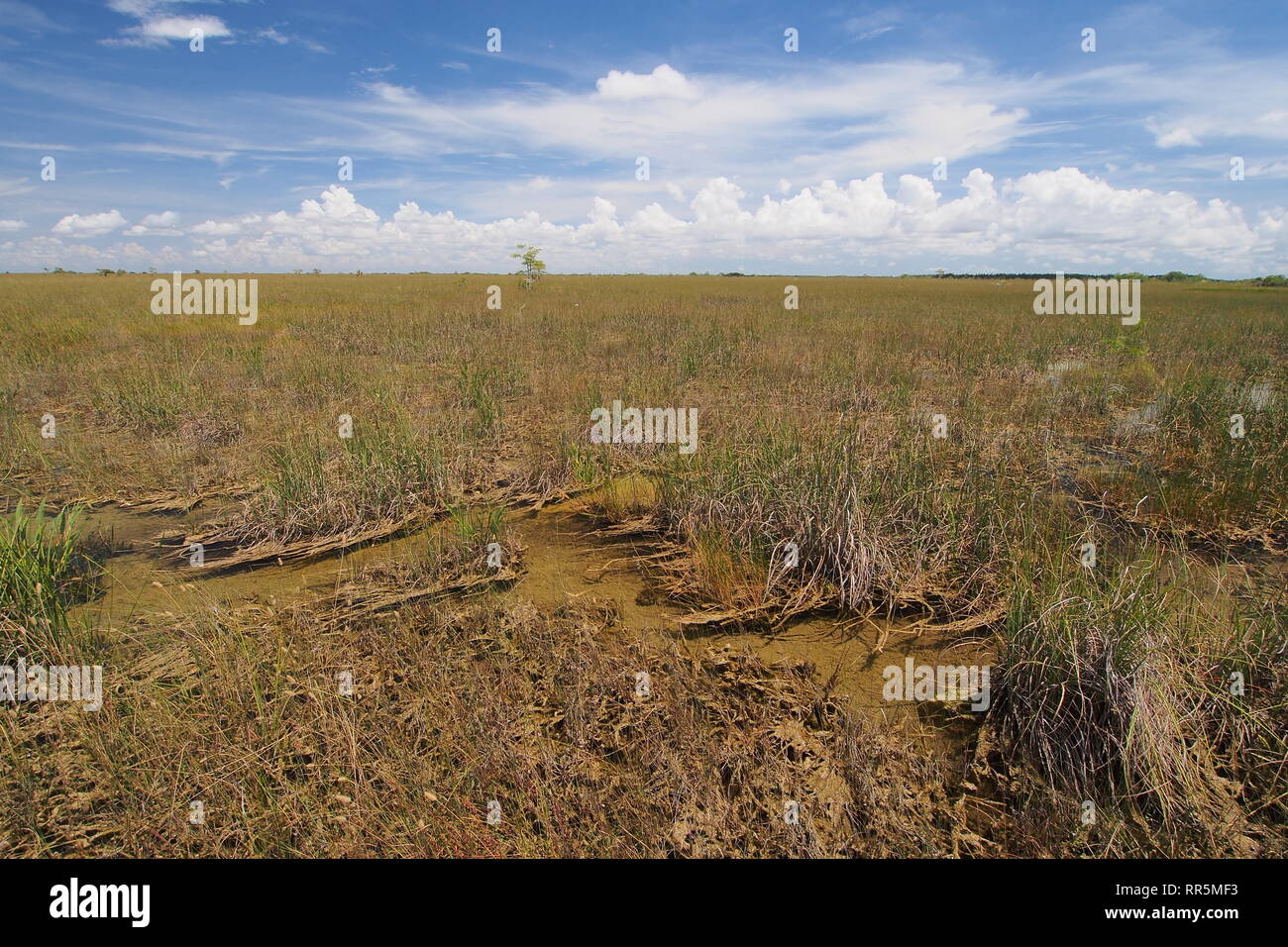 Clouds over the expanse of sawgrass in Everglades National Park, Florida. Stock Photo