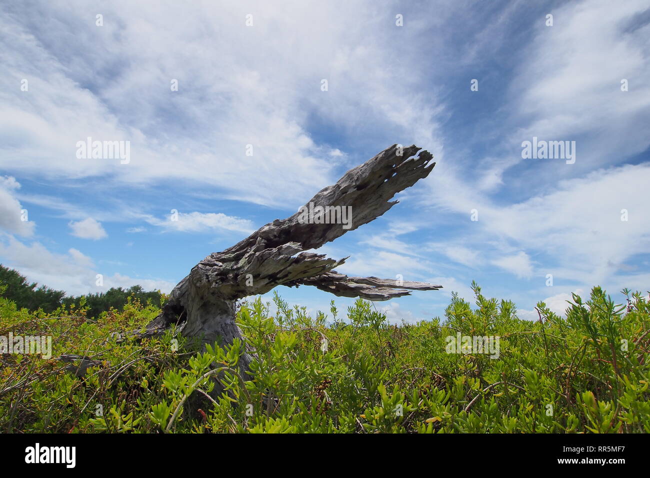 A weathered snag reminiscent of alligator jaws in the saltwort fields of the Coastal Paririe in Everglades National Park, Florida. Stock Photo