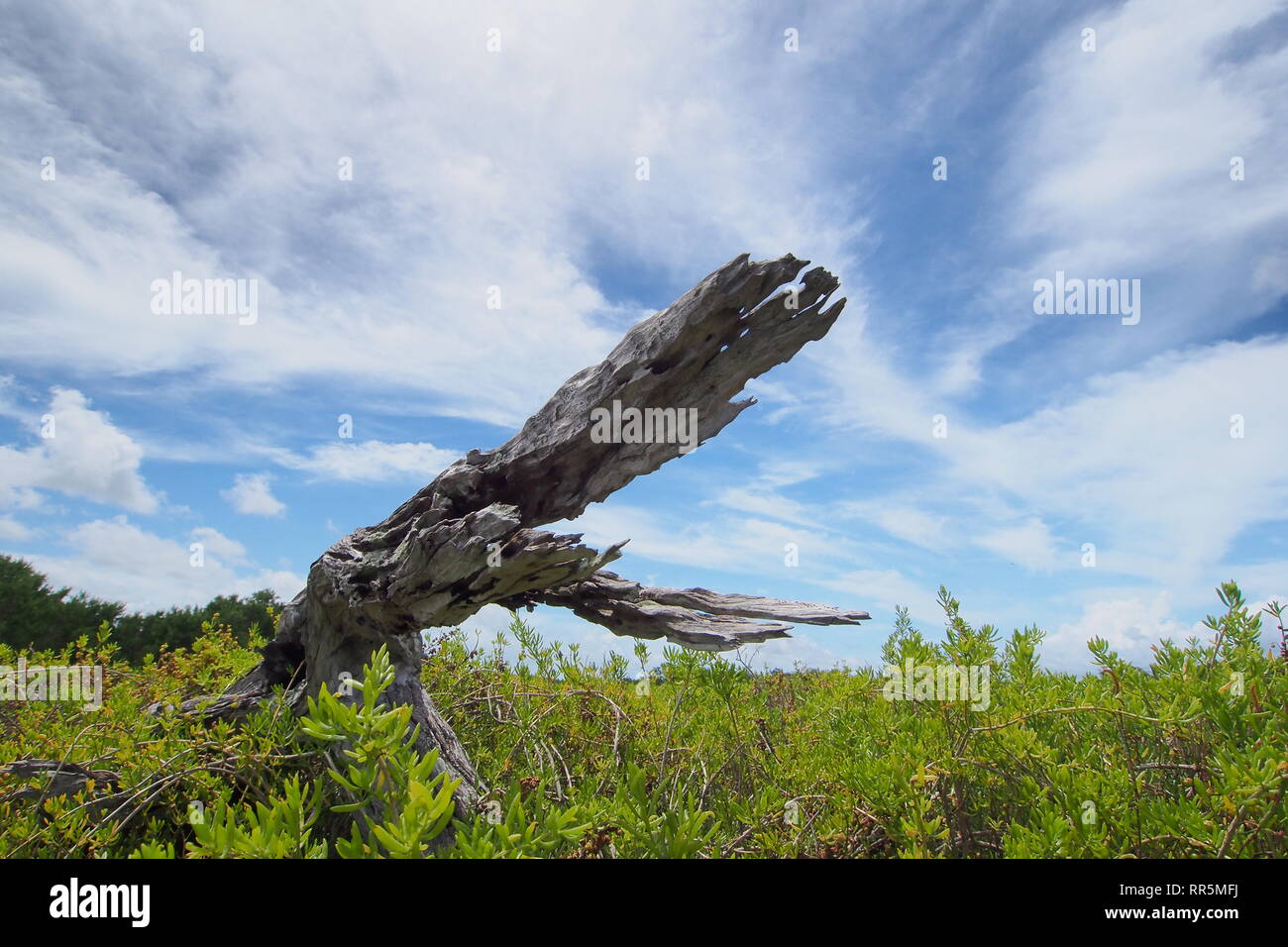 A weathered snag reminiscent of alligator jaws in the saltwort fields of the Coastal Paririe in Everglades National Park, Florida. Stock Photo