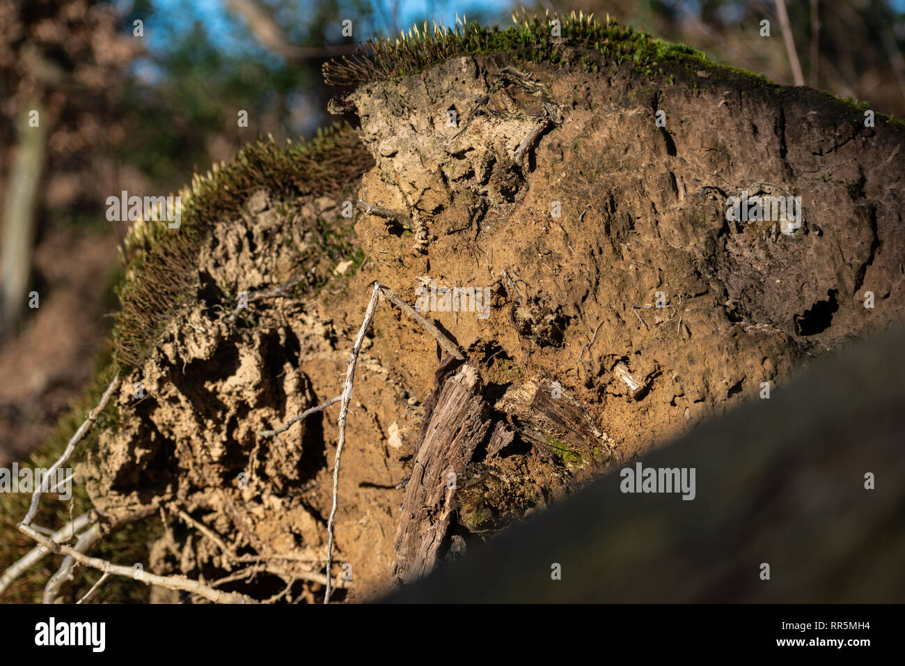 Upward shot of moss growing on eroding ground Stock Photo