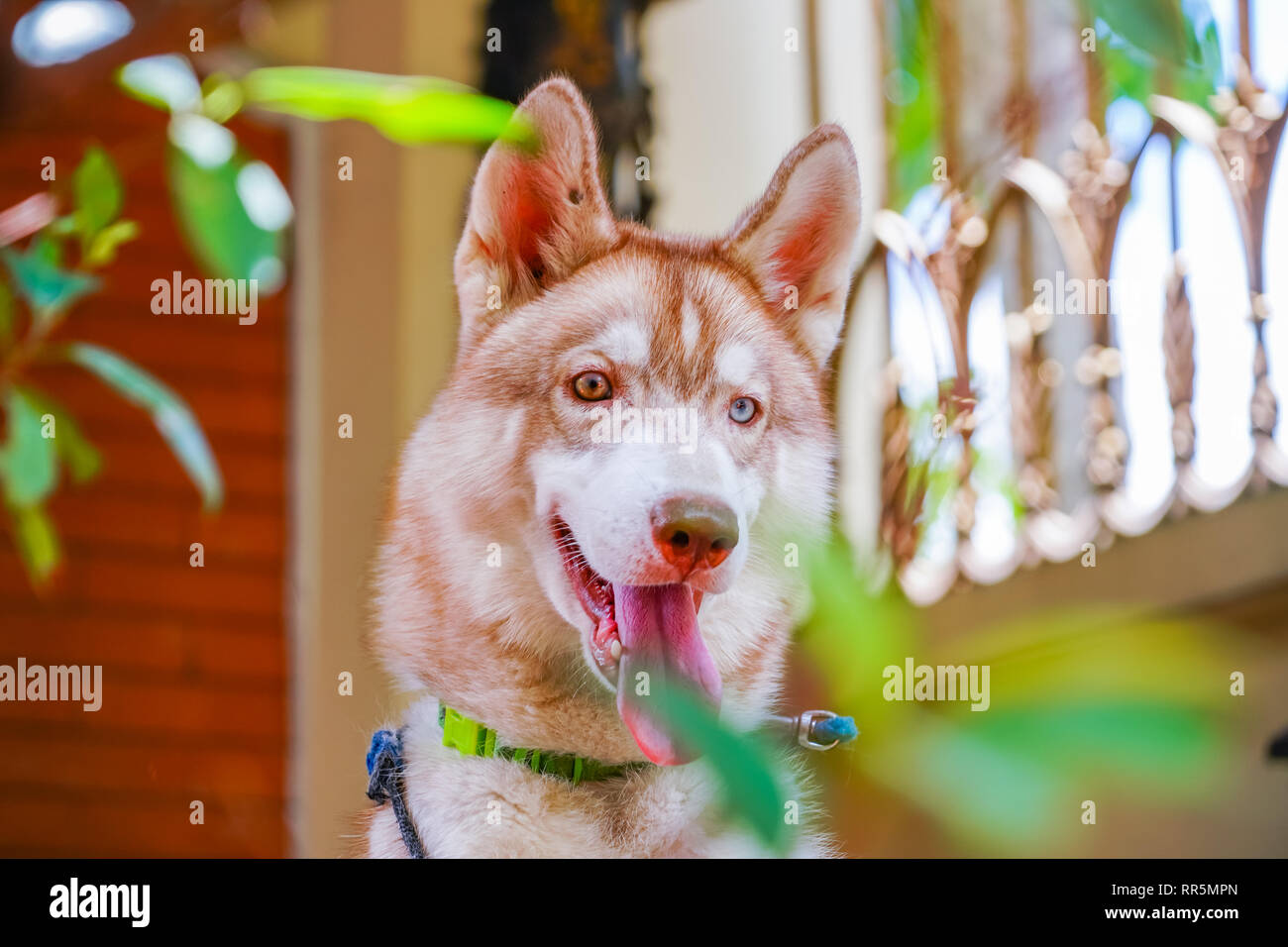 Siberian Husky Bi-Eyes | Siberian Husky has two eyes colors Brown and Blue | Cute pet to keep around Stock Photo