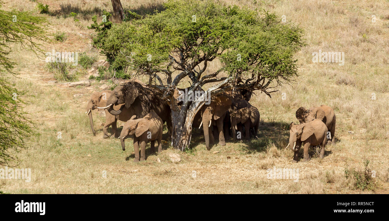A large family group of elephants, mixed ages, in the shade of a tree, Lewa Wilderness, Lewa Conservancy, Kenya, Africa Stock Photo