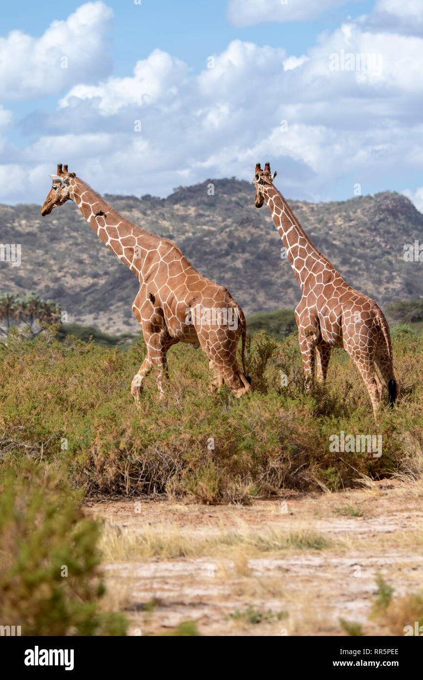 Two reticulated giraffes (Giraffa camelopardalis reticulata) survey the
