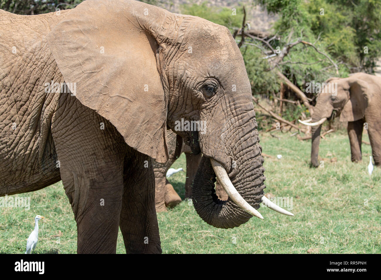 African bush elephant (Loxodanta africana) in Kenya Stock Photo
