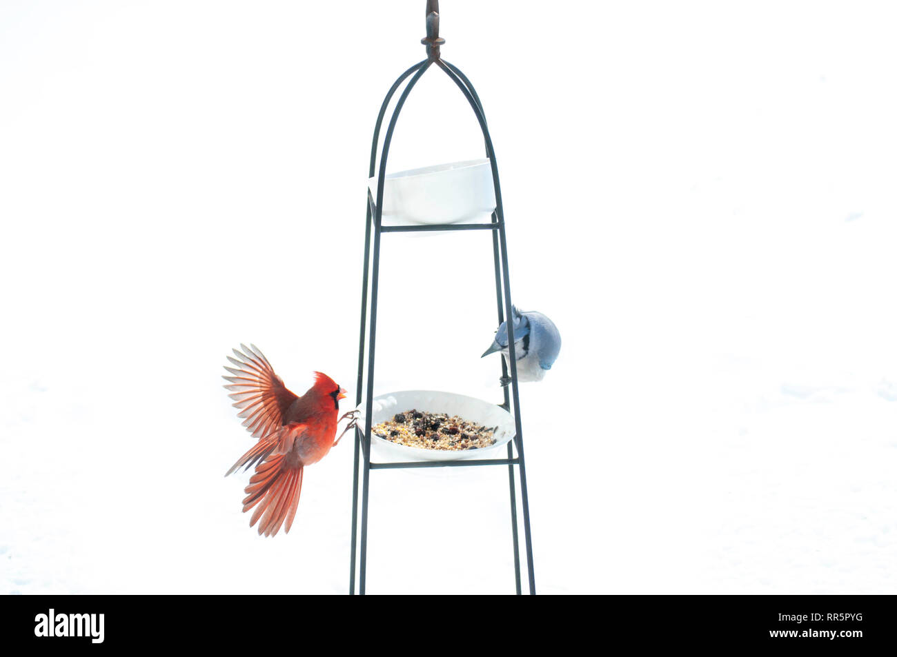 Cardinal bird snow Cut Out Stock Images & Pictures Alamy