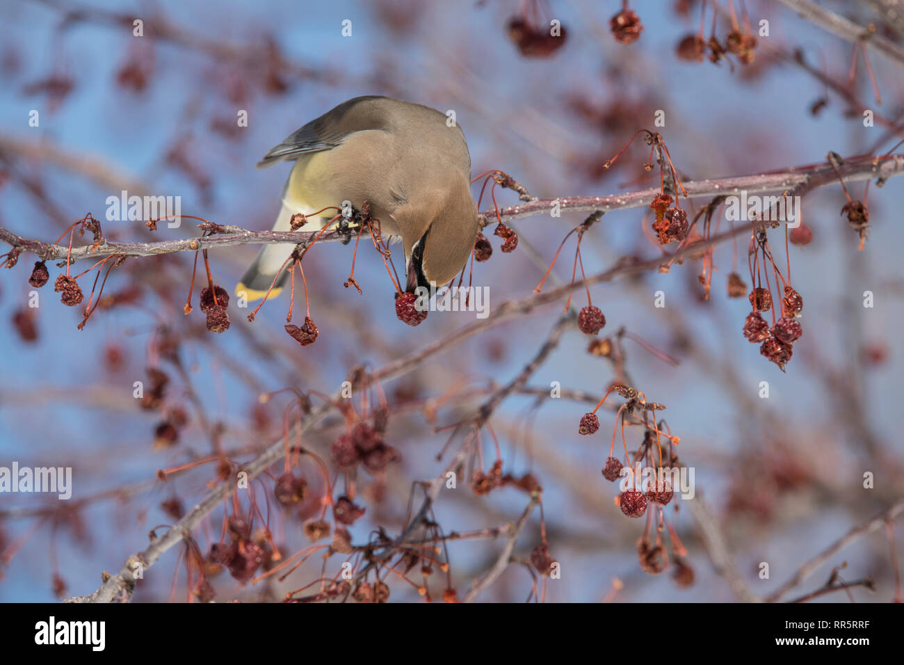 Prairiefire crabapple tree hi-res stock photography and images - Alamy