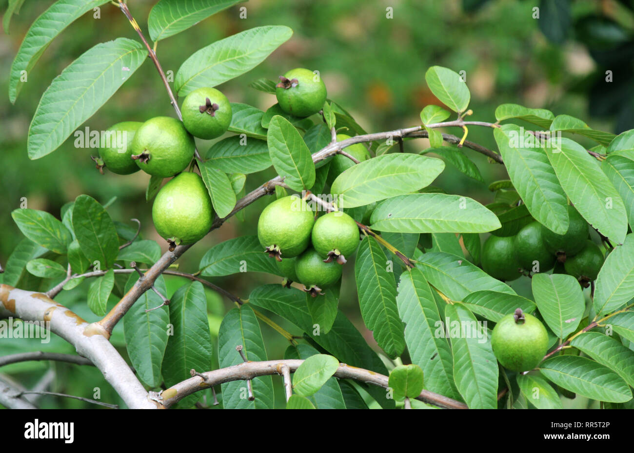 Guava Tree, Amrud, Psidium Guajava (Grown Through Seeds) Plant