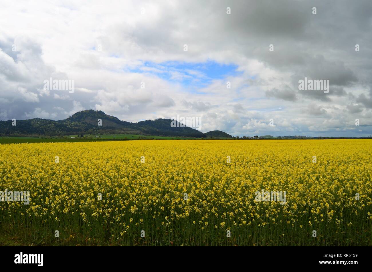 Yellow mustard field in bloom Stock Photo Alamy