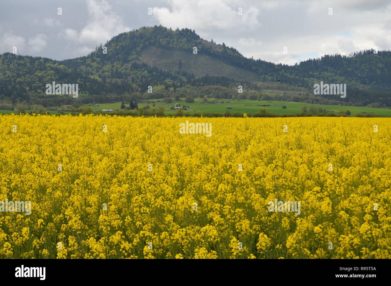 Field in bloom hires stock photography and images Alamy