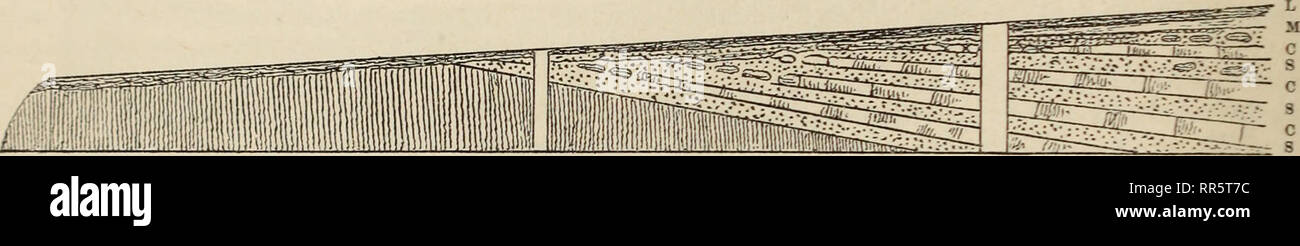 . Abhandlungen der Geologischen Bundesanstalt. Geology; Paleontology. 302 F. Karrer, Geologie der K. F. J. Hocltquellen-Wasserleitung. Die Schienenhöhe zählt am Anfang der Abgrabung 212*4 Meter über dem adriatischen Meere fdas ist 190 Fnss ungefähr über dem Nullpunkt der Donau), die des Terrains, 30 Meter weit davon, 214-3 Meter über dem Meer. Die Bahn hat eine schwache Steigung, deren höchster Punkt mit 213*0 Meter ü. 11, kaum 100 Meter vom Ende des Einschnittes liegt; das Terrain hat dort die Höhe von 214*8 Meter ü. M. und geht dieselbe hiernach mit schwachem Falle weiter. Die höchste Stelle Stock Photo