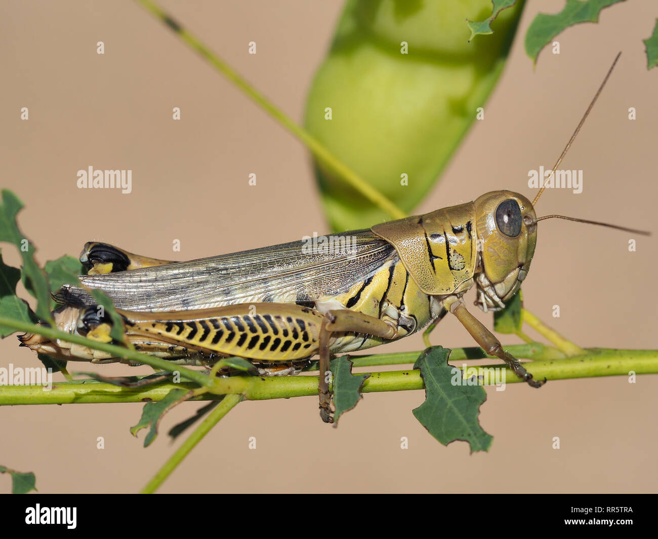 Differential (Melanoplus differentialis) in September in Texas, USA Stock Photo Alamy