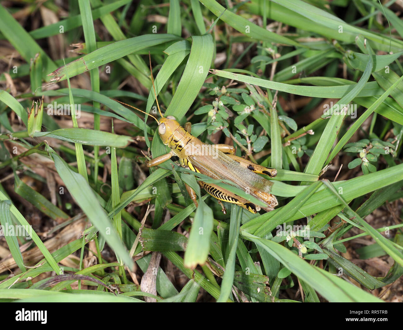 Differential (Melanoplus differentialis) in grass in Texas, USA Stock Photo Alamy