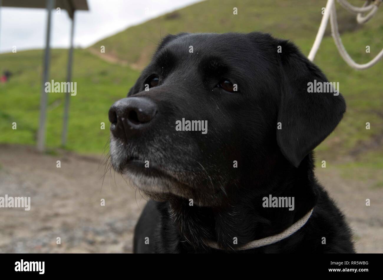 Pepper the dog keeps an eye out for her owner at Horse Hill in Marin County. Stock Photo