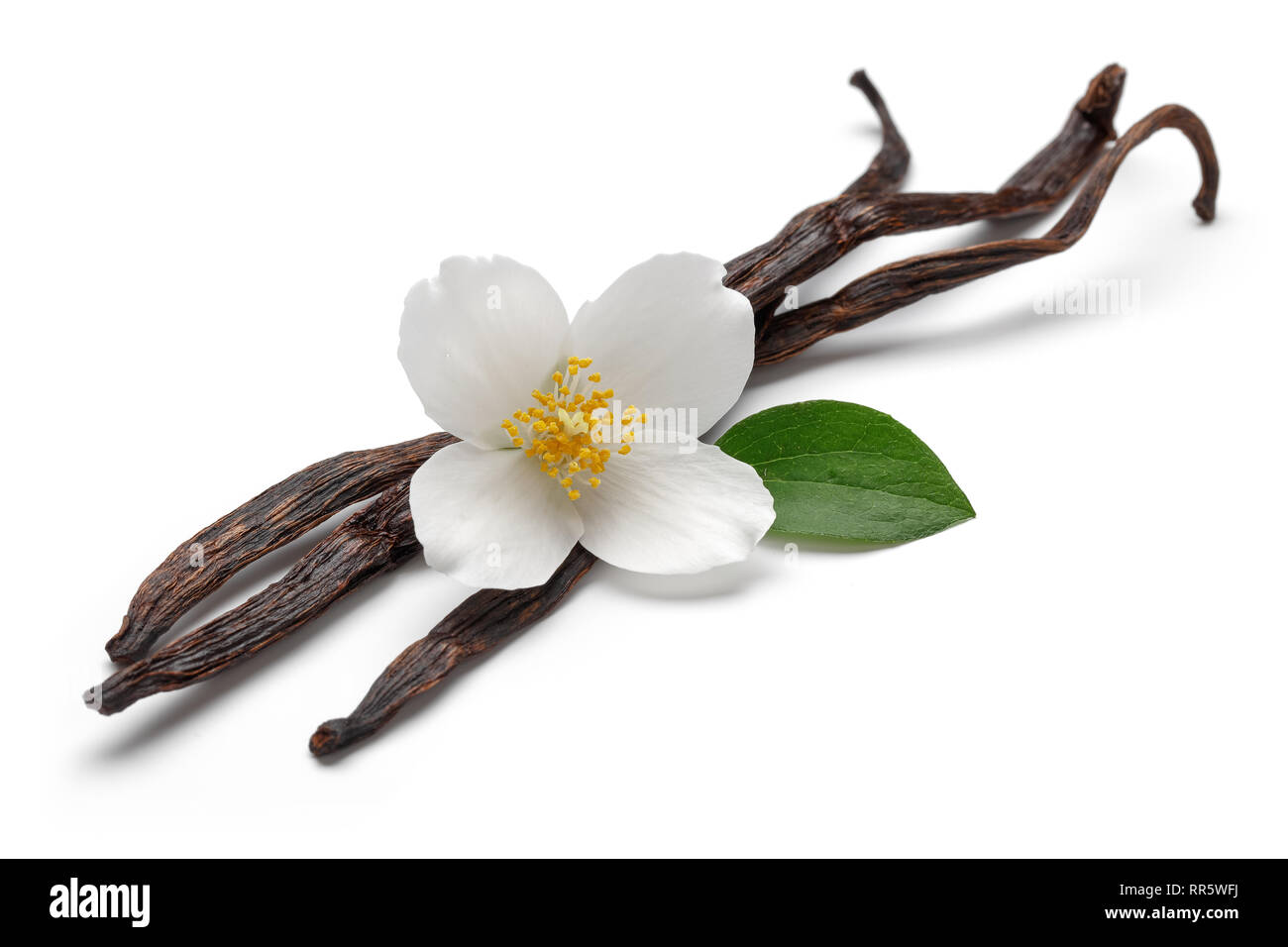 Vanilla bean with jasmine flower and leaf isolated on white background