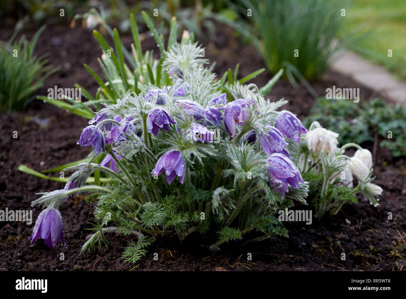 pink and white pulsatilla blossoms in the garden Stock Photo