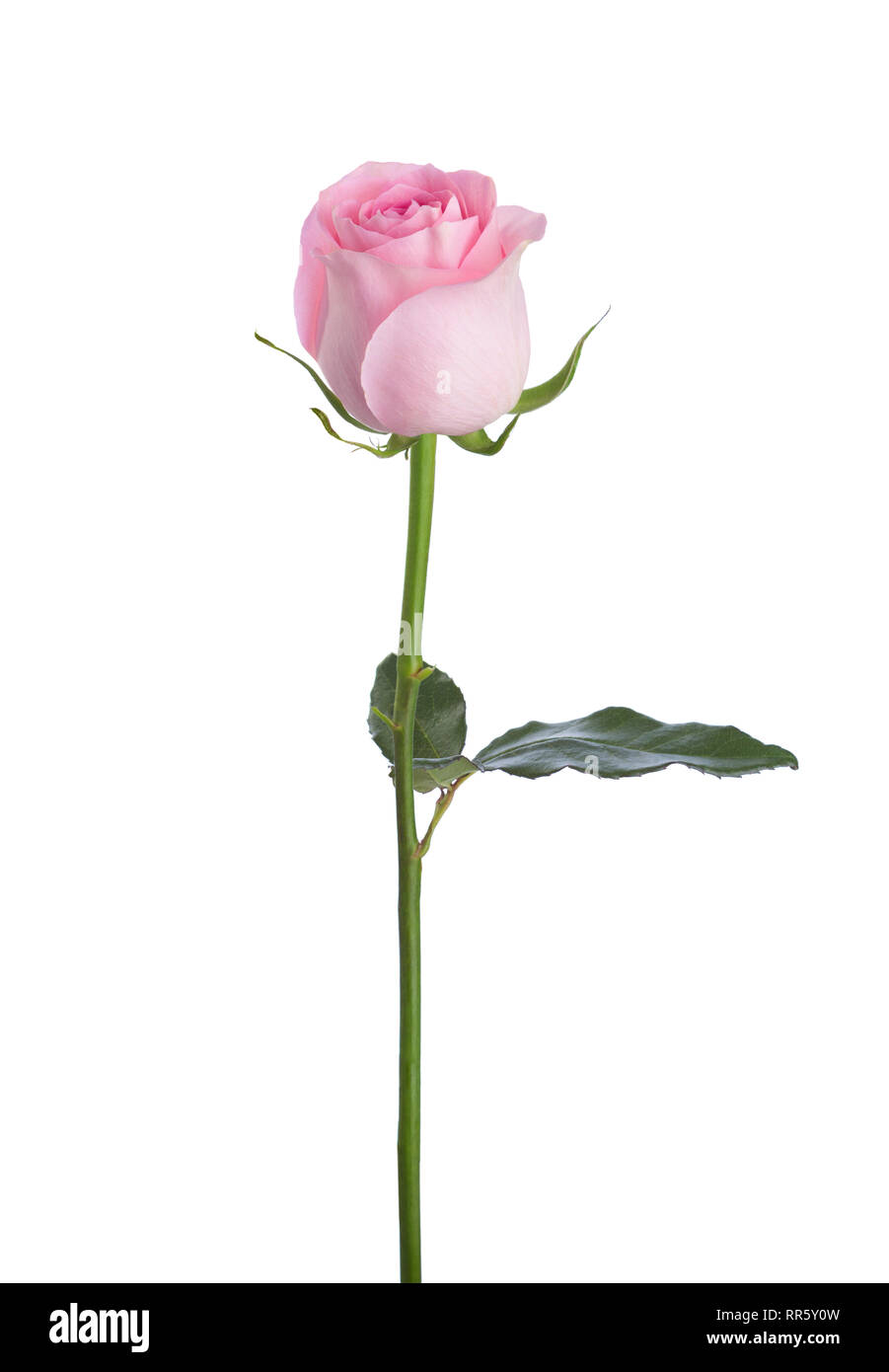 Light pink rose isolated on white background. Stock Photo