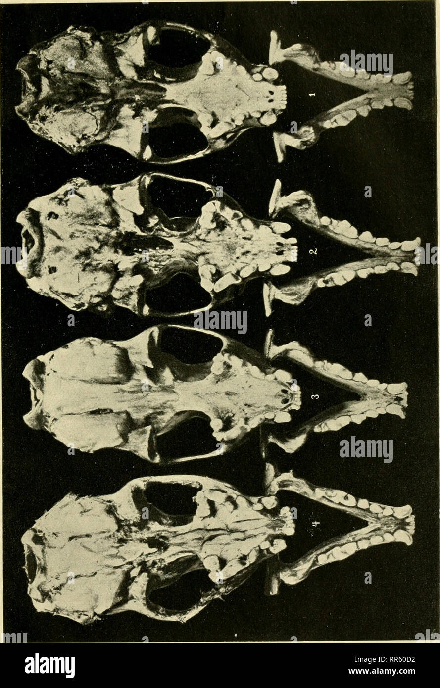 Abhandlungen Und Berichte Natural History Natural History Tafel