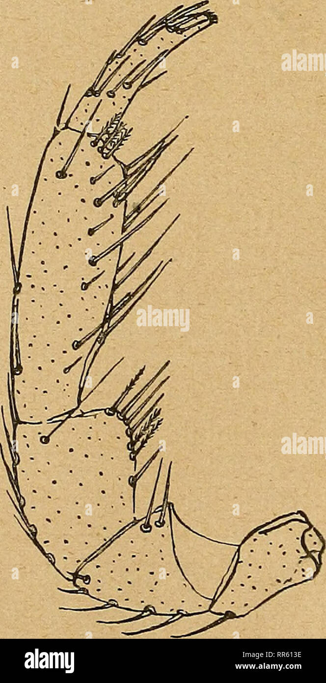 . Abhandlungen herausgegeben vom Naturwissenschaftlichen Verein zu Bremen. Natural history; Natural history. 352 mit merklicher Einsattelung hinter der Mandscheibe; ausserdem ist der Pharynx hinten weit hervorragend. Die Gesamtlänge des Maxillar- organs der E. angulata beträgt einschliesslich der Mandibeln 510 ja, die dorsoventrale Höhe 390 x und die Breite 240 u.. Die vorderen, ziemlich langen Fortsätze stehen steil aufrecht; sie sind kaum seitwärts gerichtet. Die Maxillarplatte ist in schmaler Zone um die Mundpartie grossporig und wie bei Seitenlage zu erkennen ist, hinter derselben sanft a Stock Photo