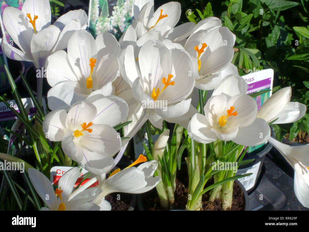 Flowering crocus bulbs on sale in London garden centre Stock Photo
