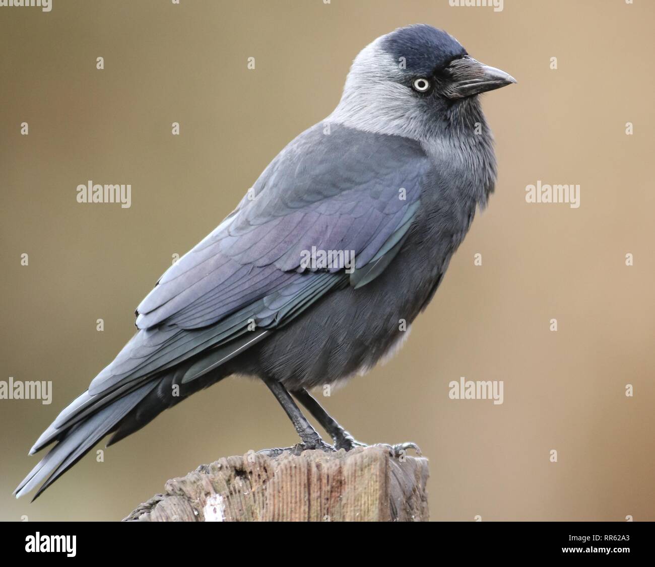Jackdaw (Corvus monedula) perched on post in farmland. February 2019, Gloucestershire, UK Stock Photo