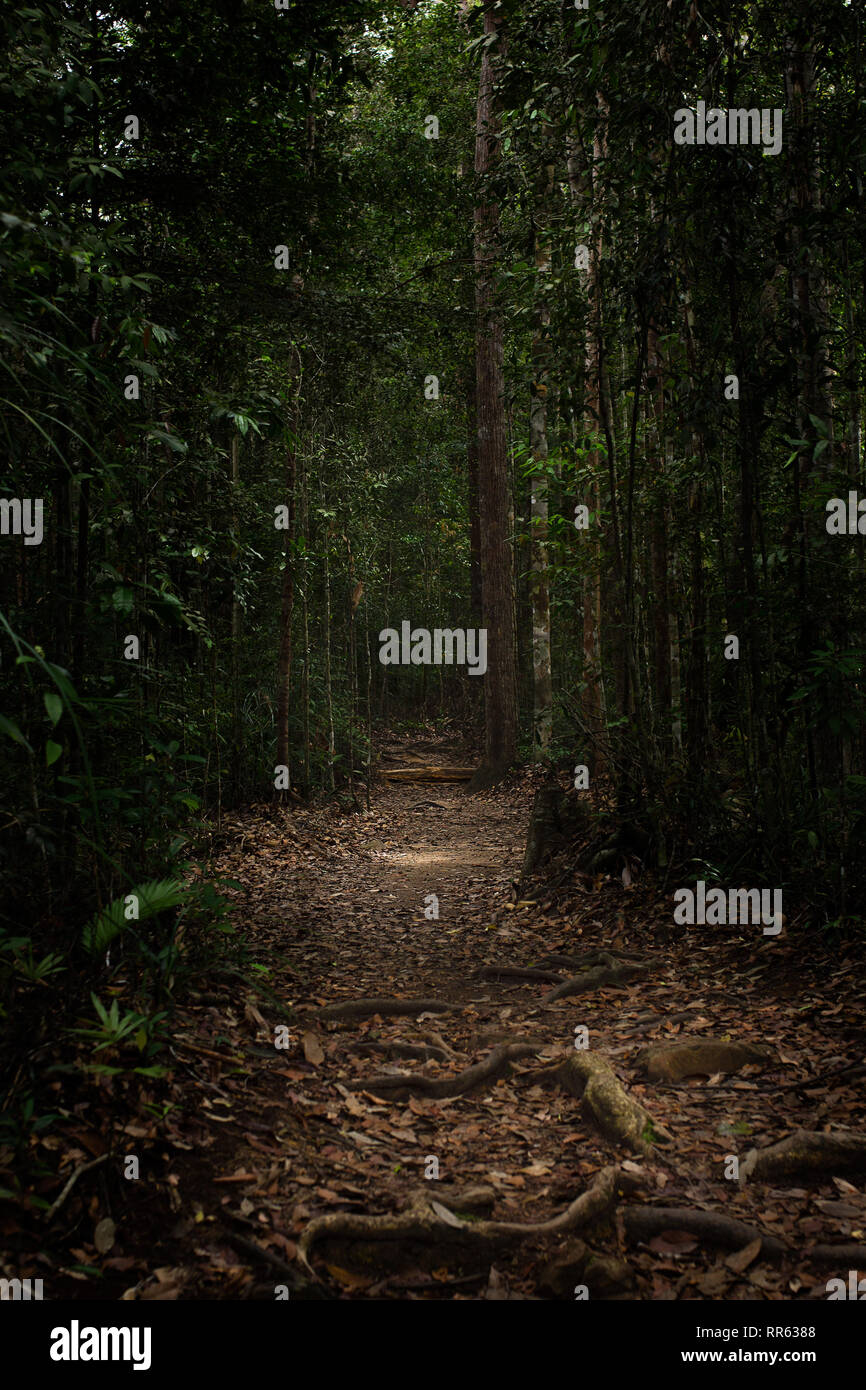Exposed tree roots along wide well trodden path through a dark dense jungle rainforest. Stock Photo
