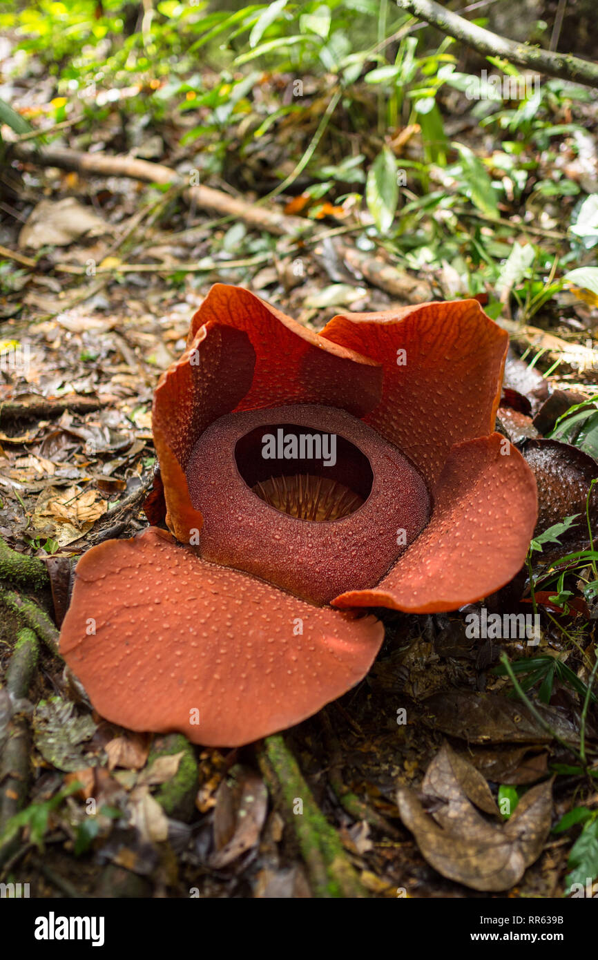 Flowering examples of the Rafflesia arnoldii, the worlds largest flower, found in the rainforest of Malaysia. Stock Photo