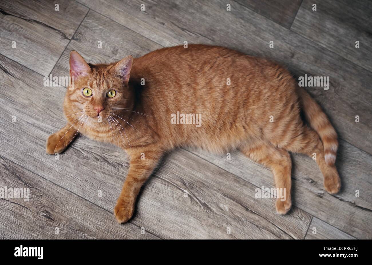 Cute ginger cat lying on a hardwood floor and looking curious up to the ...
