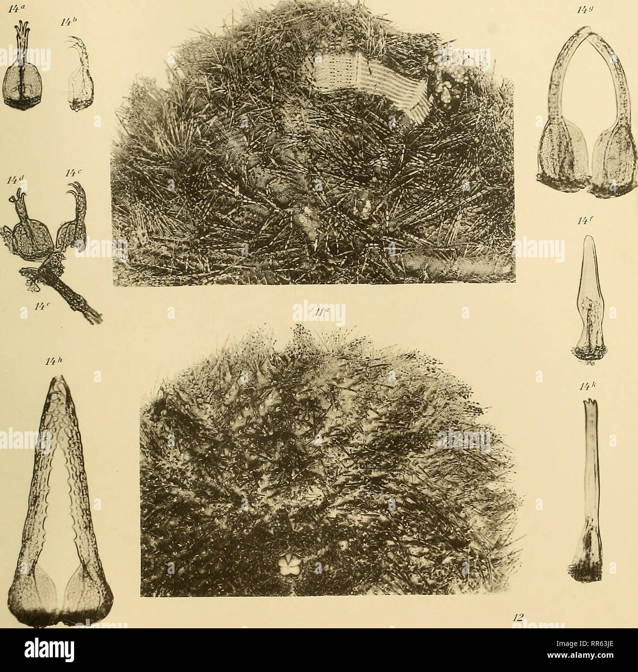 . Abhandlungen der Senckenbergischen Naturforschenden Gesellschaft. Natural history; Natural history. Abhandl. d Senckenb. Naturf. Geselhch. BdM H. Mertorische Reiseergebnisse Ta£jO JJ. 13. Please note that these images are extracted from scanned page images that may have been digitally enhanced for readability - coloration and appearance of these illustrations may not perfectly resemble the original work.. Senckenbergische Naturforschende Gesellschaft. Frankfurt am Main : Waldemar Kramer [etc. ] Stock Photo