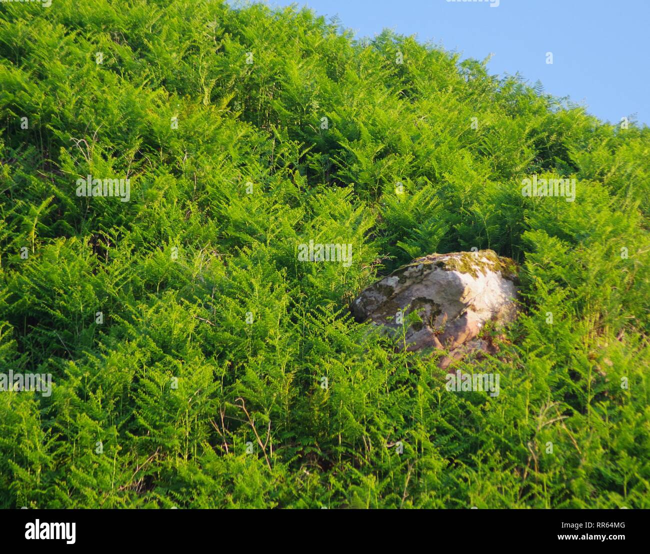 Vegetated Cliff with a Swathe of Vivid Green Bracken Surrounding a Sandstone Boulder on a Sunny Summer's Evening. St Andrew's, Fife, Scotland, UK. Stock Photo