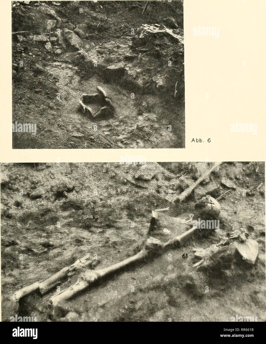Abhandlungen Der Naturhistorischen Gesellschaft Zu Nrnberg