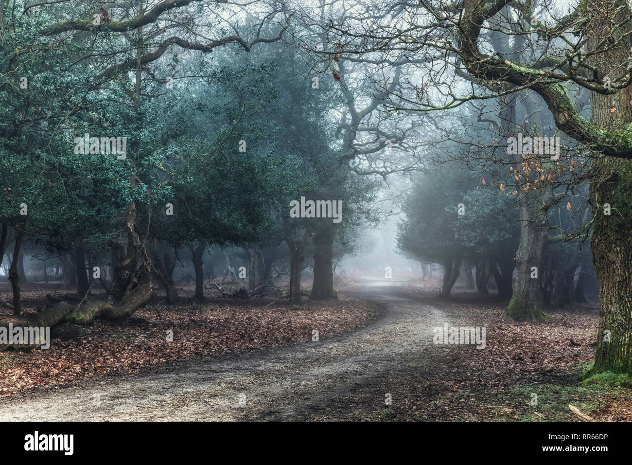 New forest landscape uk hi-res stock photography and images - Alamy